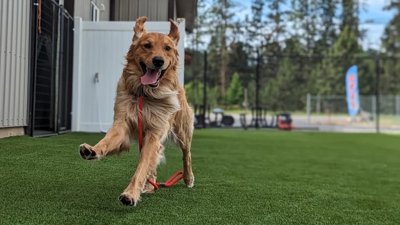 Dogs and families at Paws & Brews